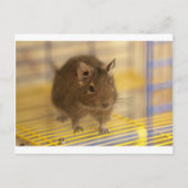 Pet degu briefkaart (Voorkant)