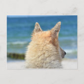 Pet Dog bij strand | Zee Zand Surf Briefkaart (Voorkant)