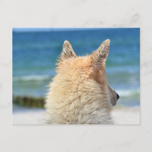 Pet Dog bij strand | Zee Zand Surf Briefkaart (Voorkant)
