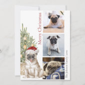 Pet Dog Foto van Cute Pug en Kerstmis Feestdagenkaart (Voorkant)
