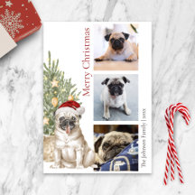 Pet Dog Foto van Cute Pug en Kerstmis