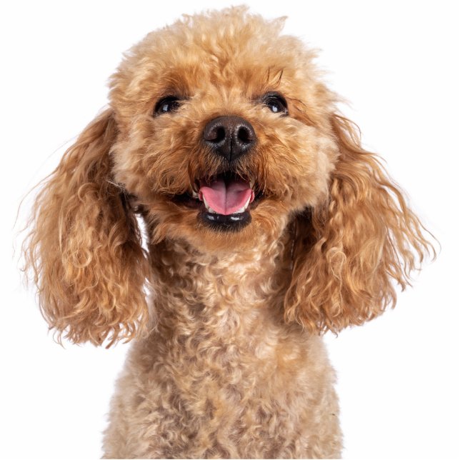 Pet Dog Photo Sculpture Cutout Staand Fotobeeldje (Voorkant)