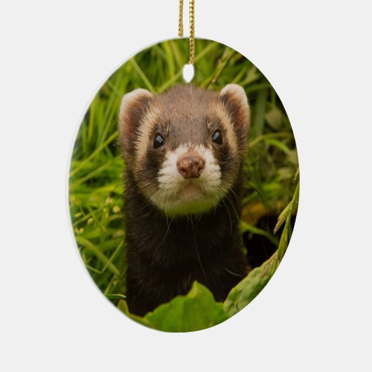 Pet Ferret in de gras Keramisch Ornament (Rechts)