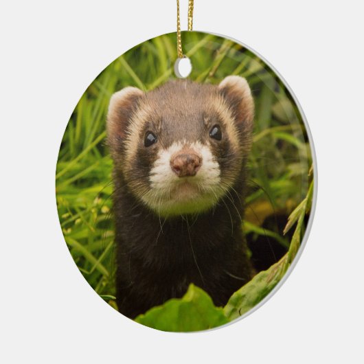 Pet Ferret in de gras Keramisch Ornament (Links)