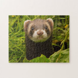 Pet Ferret in de gras Legpuzzel