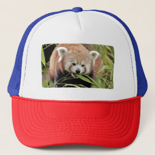 Pet Foto: red panda, animals 0008.
