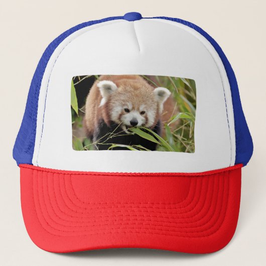 Pet Foto: red panda, animals 0008. (Voorkant)