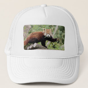 Pet Foto rode panda , animal 0003.