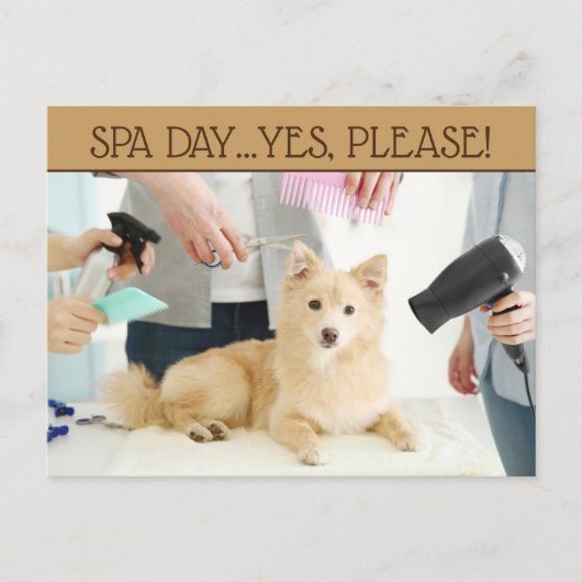 Pet Grooming Spa Day Briefkaart (Voorkant)