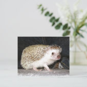 Pet Hedegel Briefkaart (Staand voorkant)