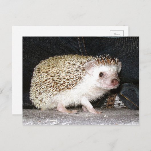 Pet Hedegel Briefkaart (Voorkant / Achterkant)