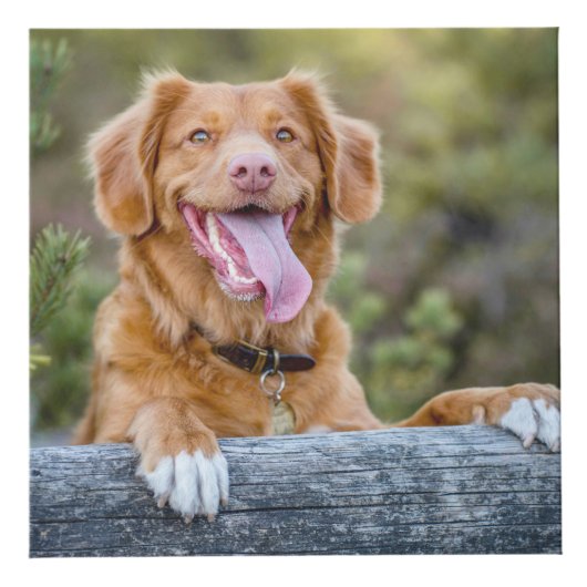 Pet Keepsake Puppy Dog Foto Kubus (Voorkant)