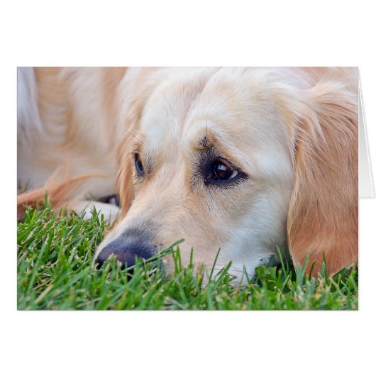 Pet Loss Sympathie Golden Retriever (Voorkant Horizontaal)