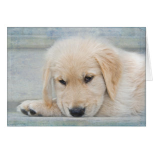 Pet Loss Sympathie Golden Retriever