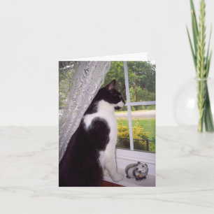 Pet Loss Sympathy Card voor Kat Kaart