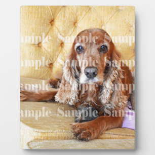Pet memorial memory / PERSONALIZE foto Fotoplaat