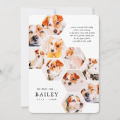 Pet Memorial Modern Simple 10 Photo Collage Kaart (Voorkant)