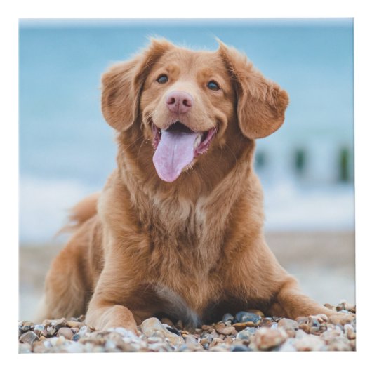 Pet Memorial Personalized Remembrance Dog Foto Kubus (Voorkant)