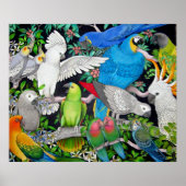 Pet Parrots of the World Poster (Voorkant)