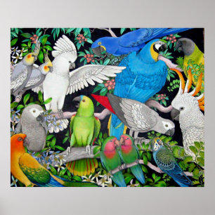 Pet Parrots of the World Poster