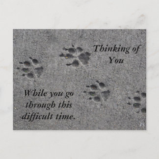 Pet Paws in Cement - Altijd daar Briefkaart