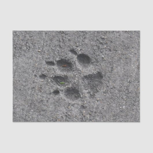 Pet Paws in Cement - Altijd daar Tissuepapier (Voorkant)