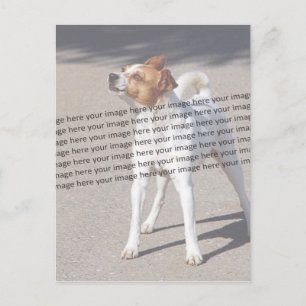 PET Photo ✨ Mooie Custom Briefkaart