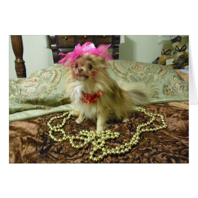 Pet Photo Shoot - 3e serie (Voorkant Horizontaal)