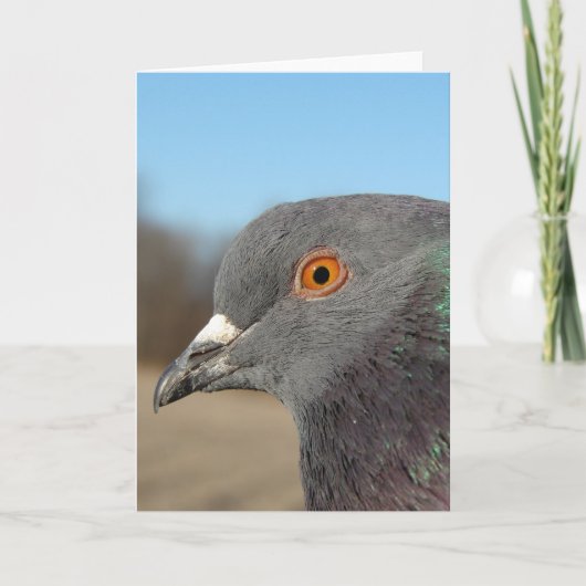 Pet Pigeon Kaart (Voorkant)