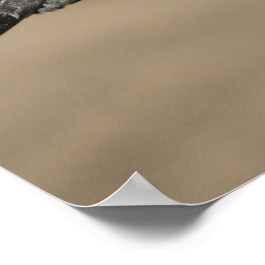 Pet Pigeon Poster (Hoek)