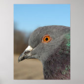 Pet Pigeon Poster (Voorkant)