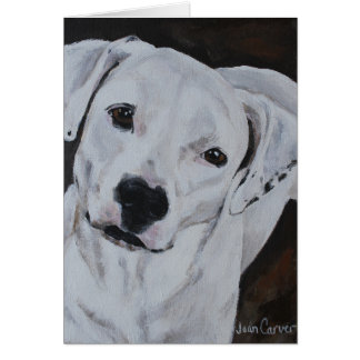 Pet Portrait - American Bulldog