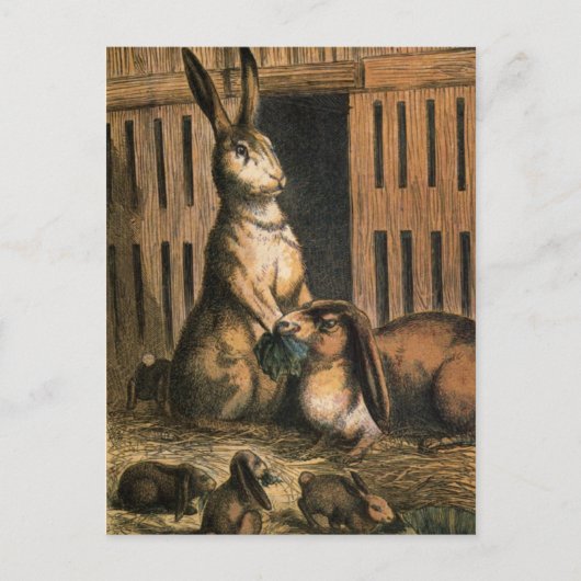 Pet Rabbits en Baby Bunnies die Briefkaart eten (Voorkant)