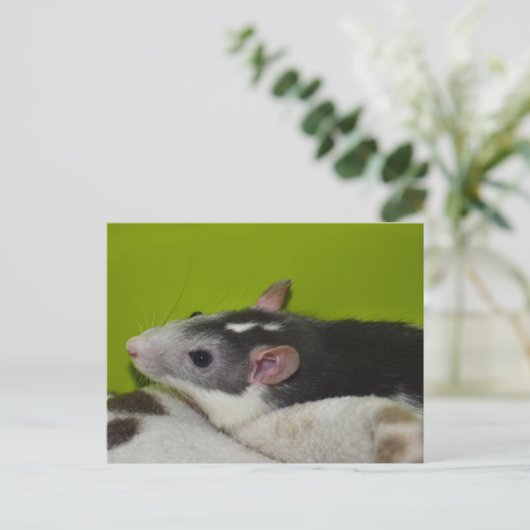 Pet Rat Briefkaart (Staand voorkant)