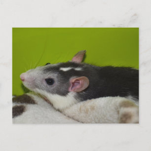 Pet Rat Briefkaart