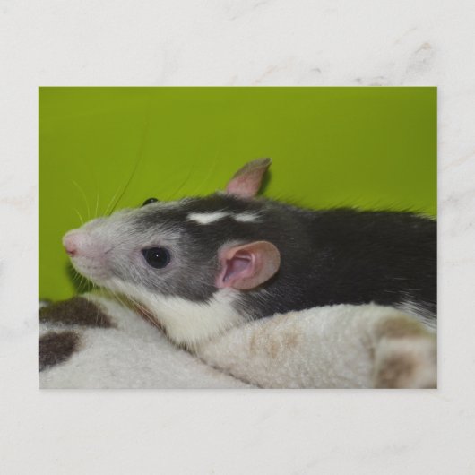 Pet Rat Briefkaart (Voorkant)