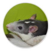 Pet Rat Dresser Knop (Voorkant)