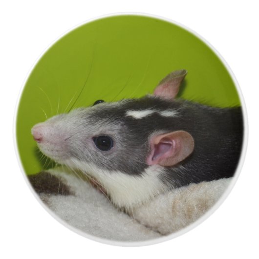 Pet Rat Dresser Knop (Voorkant)