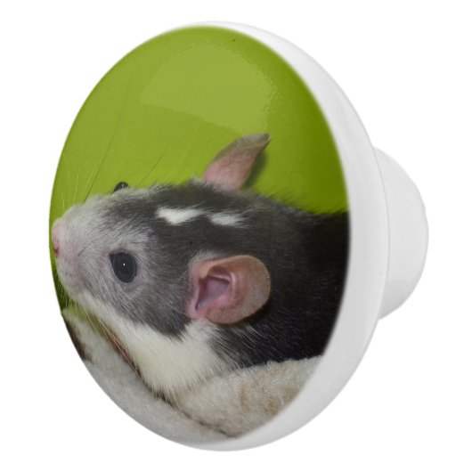 Pet Rat Dresser Knop (Rechts)