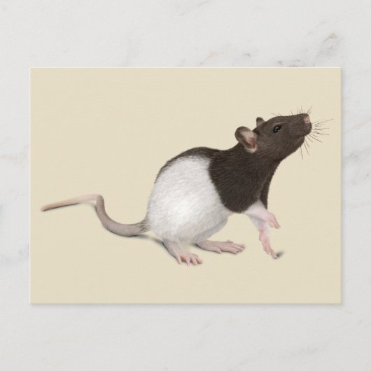 Pet Rat Painting Briefkaart (Voorkant)