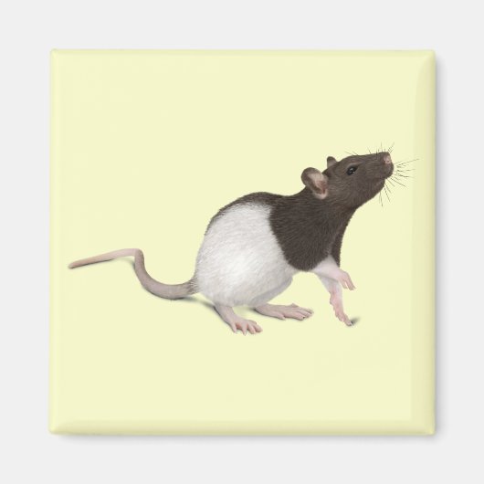Pet Rat Painting Magneet