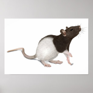 Pet Rat Painting Poster