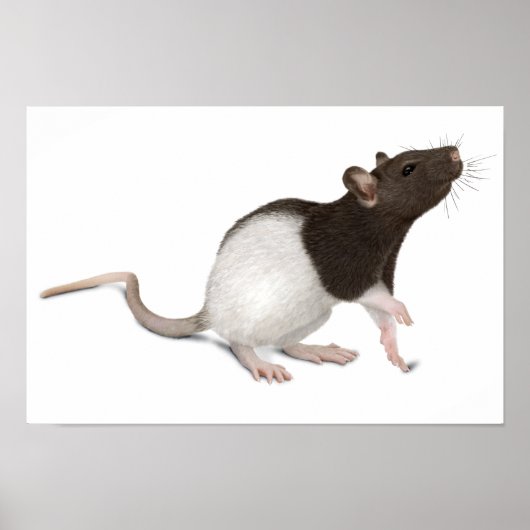 Pet Rat Painting Poster (Voorkant)