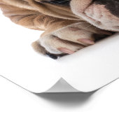 Pet School Humor Poster (Hoek)