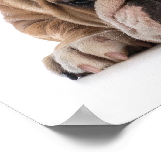 Pet School Humor Poster (Hoek)