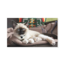 Pet Service Glamoureus Kitten Foto Sjabloon