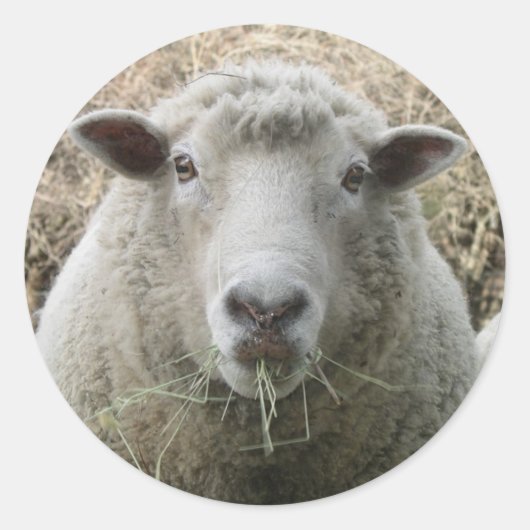 Pet Sheep Sticker (Voorkant)