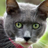 Pet Sitting Visitekaartje