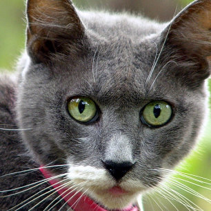 Pet Sitting Visitekaartje