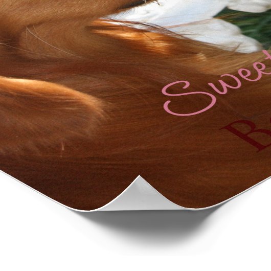 Pet Star Creative Poster (Hoek)